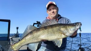 Бешеный клёв судака . Рыбалка с гидом . Рыбинское водохранилище .