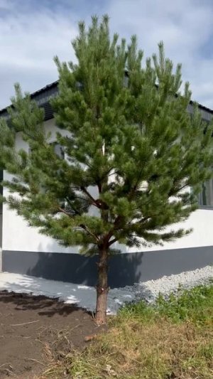 В продаже качественный одноэтажный дом.