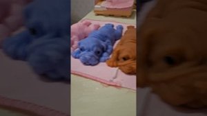 ОБЗОР НА ДОМ СКВИШ СОБАЧЕК ! И ОБЗОР НА САМИХ СКВИШ СОБАЧЕК!🥰🥰💗💗