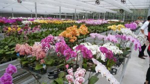🌸 СКИДКА 10 % на весь ассортимент! Обзор подростков орхидей из Азии в наличии 25.08.25г.
