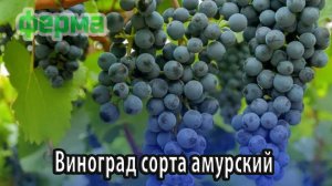 Виноград сорта амурский особенности посадки, выращивания и ухода