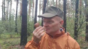 Гигантский белый гриб 🍄🟫 &. деликатесный гриб зонтик ☔