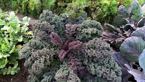 Капусты листовая кейл и декоративная
