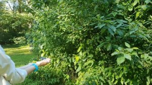 Алинкина кормушка