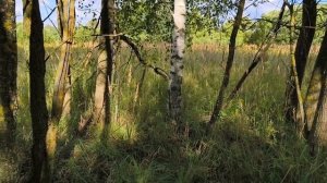 Моё утро на даче.
Хроника.
24 августа 25г.
московская область