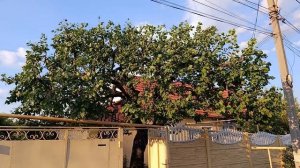 Переход от весенней обрезки мощного дерева к летней для смирения роста.