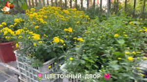 Цветы на участке и во дворе как красиво посадить фото идеи для вдохновения (14)