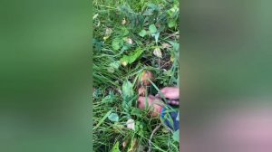 Белых грибов с женой набрали 6 вёдер за 2 часа