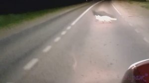 Лиса хулиганит на заправке
