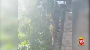 Свыше 90 кустов конопли и почти 5 кг марихуаны изъяла полиция у жителя Бахчисарайского района Крыма