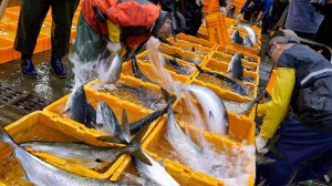 Лучший рынок морепродуктов в Корее (Норянджине)