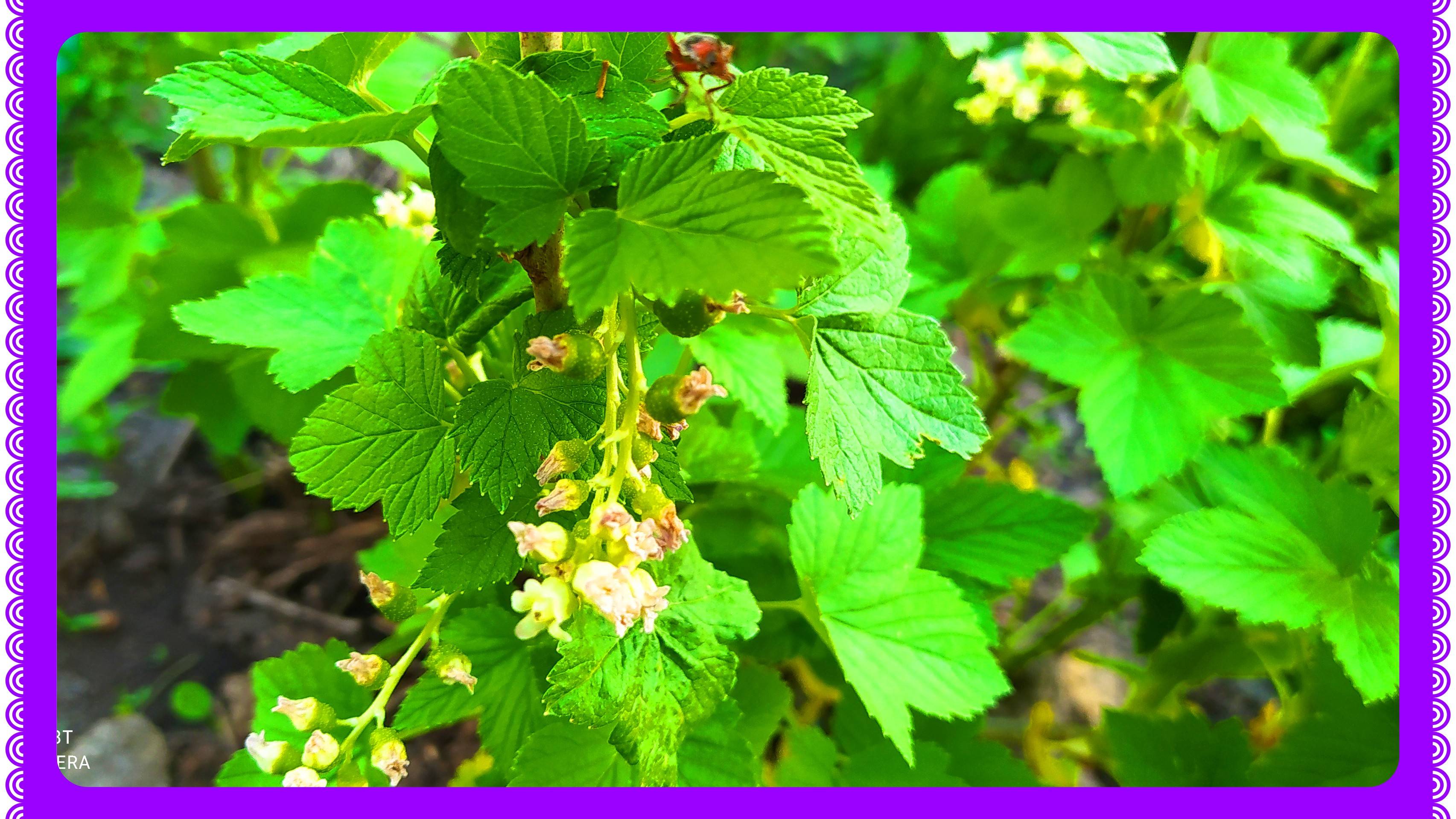 Смородина станет крупной и сладкой после такой подкормки! смотреть онлайн