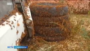 На Ставрополье предотвратили нашествие саранчи