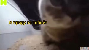 Чипи чипи чапа чапа*999