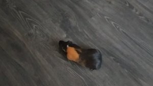 giunea pig  бегают и не за кадрам Они на коробку сено запрыгнули  сами я в шоки