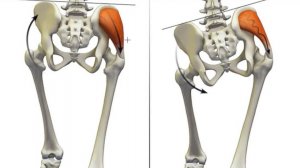 Восстанавливаем мобильность таза