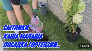 САМВЕЛ АДАМЯН, СЫТНИКИ, КАША МАЛАША, ПОСАДКА ГОРТЕНЗИИ..