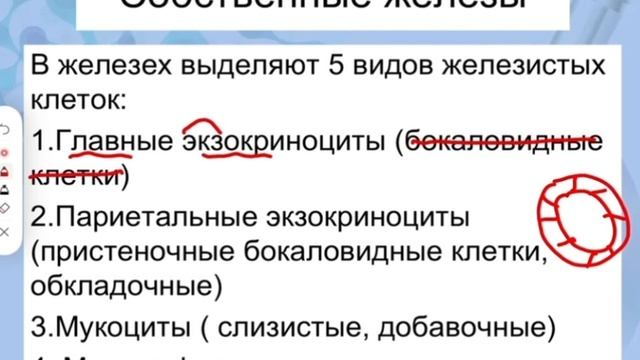 Гистология желудка