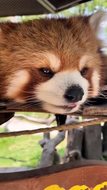 Скачать видео ➡️➡️➡️ в т. Г. https://t.me/cartolega смотреть онлайн