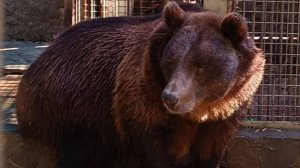 Два волка и один бурый медведь из Троицкого зоопарка обретут новый дом