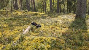 трофи по лесу Rc axial remohobby