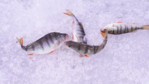 "НАРОДНЫЙ ПРОЕКТ АЛТАЙ"