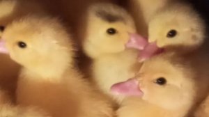 Не поздно ли в конце лета утят заводить? Самая выгодная птица.  Цыплята с наседкой не пропадут.