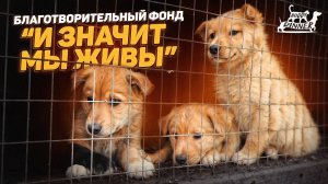 Приют для собак "И значит мы живы"