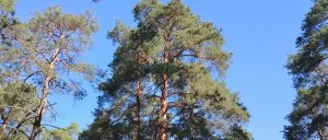 Бред "учителей" чужой жизни. Наука о том - каким образом надо жить другим людям