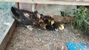 Видео с утятами