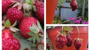 Тоскана, ампельная клубника с розовыми цветками,  дарит урожай.