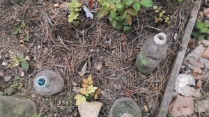 Пересадки в череночнике. 24 августа 2025г