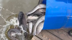 Пополняем клариевым сомом акваторию !!!