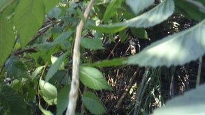 Обзор; "Непополняемый компост стал пополнением для пополняемого"