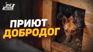 Приют для собак Добродог