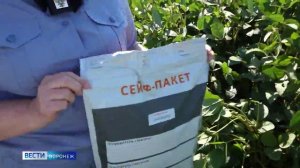 Специалисты Россельхознадзора  исследуют посевы в  Воронежской области на наличие  ГМО