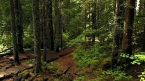 Подкаст 14. Сдвиг Сознания. ОБ УПРАВЛЕНИИ СВОИМ ВНИМАНИЕМ И ЭНЕРГИЕЙ