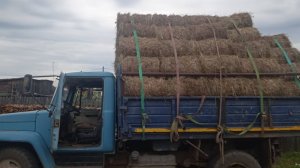 Газ 3307.Сено на досушку после дождей. Вывез всë сено с поля. Чем накрываю сено.