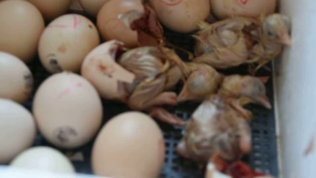 Инкубатор с бройлерами смотреть онлайн