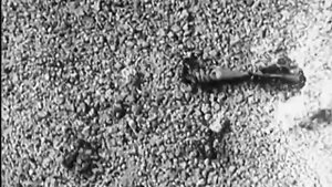 Лошадиная сила