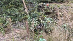 долгая прогулка по лесу rc