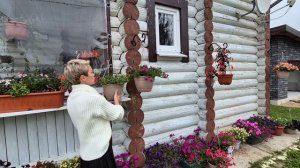 ПЕТУНИЯ.ПОДГОТОВКА ПЕТУНИИ К СОХРАНЕНИЮ В ЗИМУ.