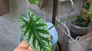 Новые листочки 🍀🍀🍀