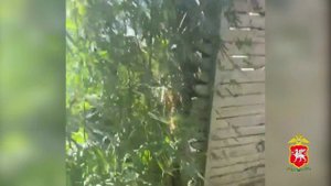 Свыше 90 кустов конопли и почти 5 кг марихуаны изъяли полицейские у жителя Бахчисарайского района