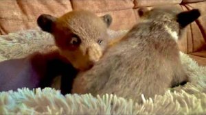 Мы знакомим Топу и Кнопу с нашими гамадрилами! Люську в студию