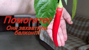 Итоги 2025. Они захватили балкон и не пропускают меня!