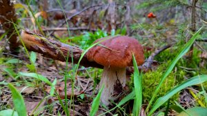 БЕЛЫЕ ГРИБЫ