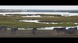 Аттар, ынахтар уонна Мүрү эбэ