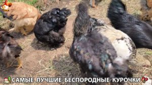 Цыплята и Курочки селяночки лучшие беспородные несушки 🥚 (262)