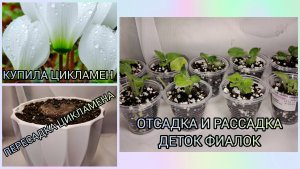 Купила цикламен. Пересадка цикламена. Отсадка и рассадка деток фиалок.